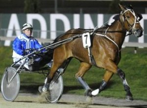 Master Lavros and Mark Jones have the $25,000 Dr Cliff Irvine Memorial Canterbury Park Trotting Cup all sewn up.