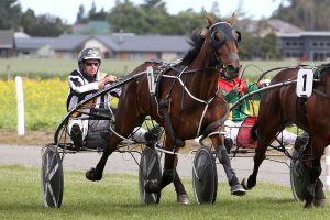 Perissa, shown winning the Prodigal Seelster Mares Speed Series at Methven last December. She will be looking for luck from the inside of the second row at Forbury on Thursday. (Race Images photo).