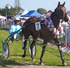 Rocker Band, after winning at Winton in 1:53.3 (1609m). Photo: Bruce Stewart, Southland Harness Racing.co.nz