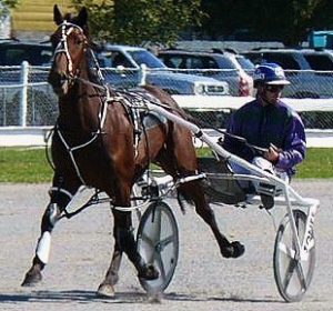 Glenferrie Hood, shown as a 2YO at the Ashburton trials in the hands of Regan Todd. On Saturday, he won the Group Three Wondai's Mate at Albion Park in a 1:52.4 mile rate (1660m).